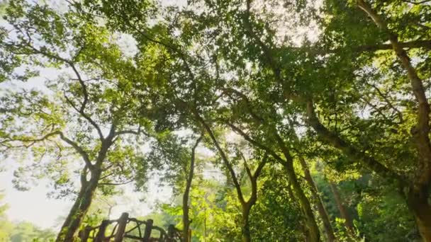 Piękny Widok Drzewa Parku Rano — Wideo stockowe