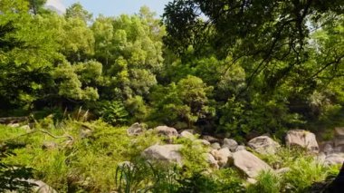 Güneşli bir günde ormanın güzel manzarası 