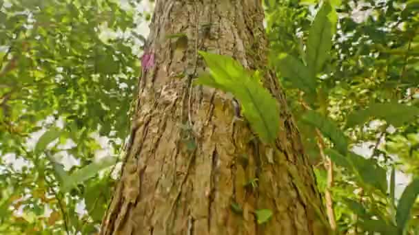 Зеленое Дерево Лесу Вид Снизу — стоковое видео