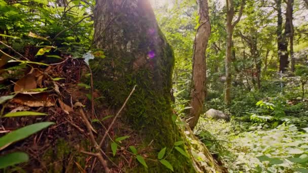 Zielone Drzewa Lesie Słoneczny Dzień — Wideo stockowe