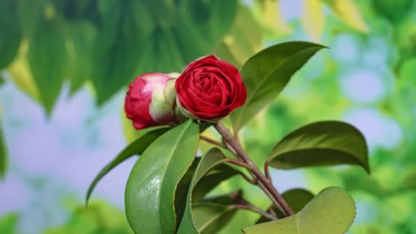 Vörös Rózsa Virágok Zöld Kertben — Stock videók