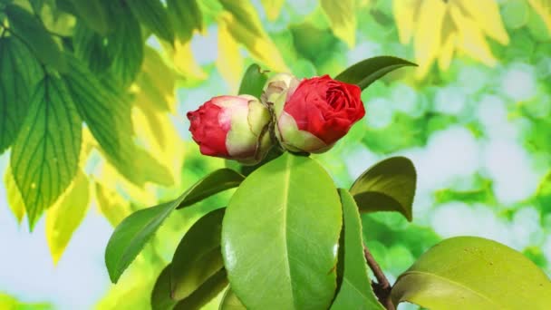 Rote Rosenblüten Grünen Garten — Stockvideo