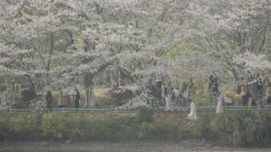 çiçek ağaçlarıyla dolu bir bahar parkı.