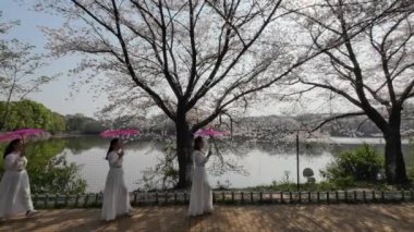 çiçek ağaçlarıyla dolu bir bahar parkı.