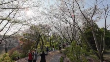 çiçek ağaçlarıyla dolu bir bahar parkı.