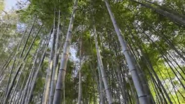 Güneşli bir günde bambu ormanı
