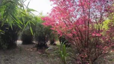 çiçek ağaçlarıyla dolu bir bahar parkı.