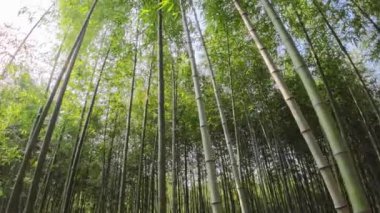 Güneşli bir günde bambu ormanı