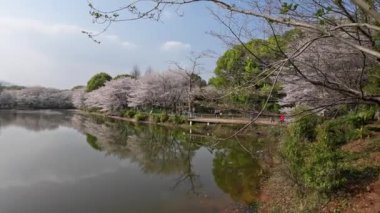 çiçek ağaçlarıyla dolu bir bahar parkı.