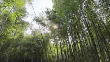 Güneşli bir günde bambu ormanı