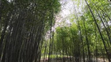 Güneşli bir günde bambu ormanı