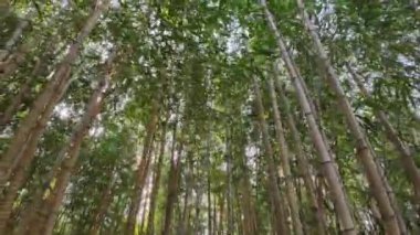 Güneşli bir günde bambu ormanı