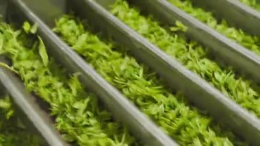 Çin çay yapma süreci, makine kızartma, toplama, kurutma