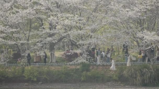 桜のある春の公園 — ストック動画