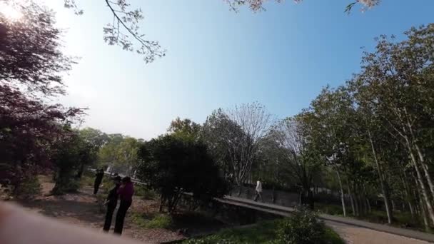 Весняний Парк Розквітлими Деревами — стокове відео