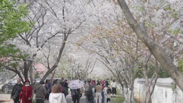 Весенний Парк Цветущими Деревьями — стоковое видео