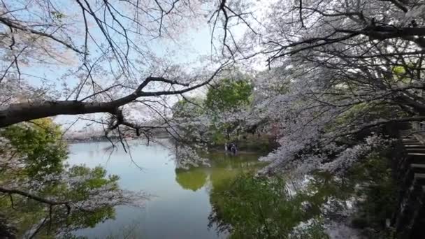 Jarní Park Kvetoucími Stromy — Stock video