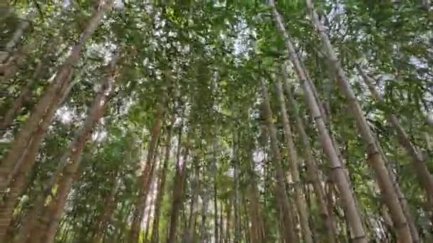 Bambusowy Las Słoneczny Dzień — Wideo stockowe