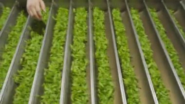 Çin çay yapma süreci, makine kızartma, toplama, kurutma