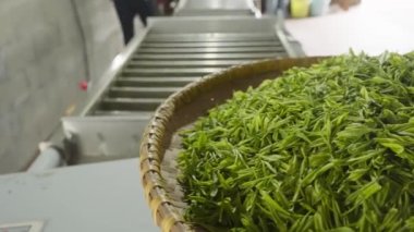 Çin çay yapma süreci, makine kızartma, toplama, kurutma