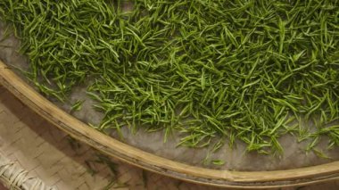 Çin çay yapma süreci, makine kızartma, toplama, kurutma
