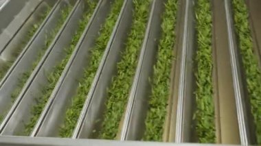 Çin çay yapma süreci, makine kızartma, toplama, kurutma