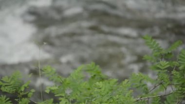 dağ nehir orman içinde taş olan