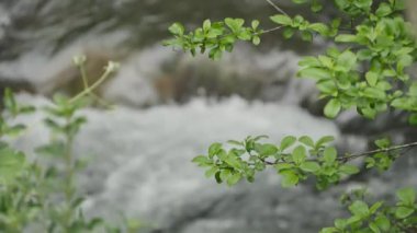 dağ nehir orman içinde taş olan