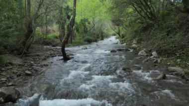 Ormandaki nehirdeki kayaların üzerinden akan dere suyu.