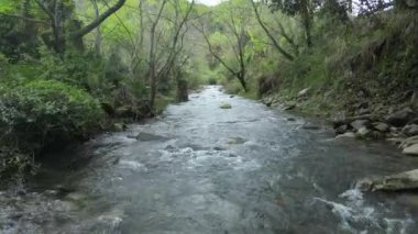 Ormandaki nehirdeki kayaların üzerinden akan dere suyu.