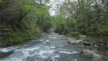 Ormandaki nehirdeki kayaların üzerinden akan dere suyu.