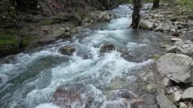 Ormandaki nehirdeki kayaların üzerinden akan dere suyu.