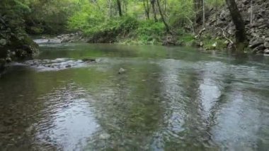 Ormandaki nehirdeki kayaların üzerinden akan dere suyu.