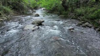 Ormandaki nehirdeki kayaların üzerinden akan dere suyu.