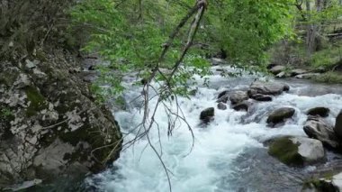 Ormandaki nehirdeki kayaların üzerinden akan dere suyu.
