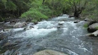 Ormandaki nehirdeki kayaların üzerinden akan dere suyu.