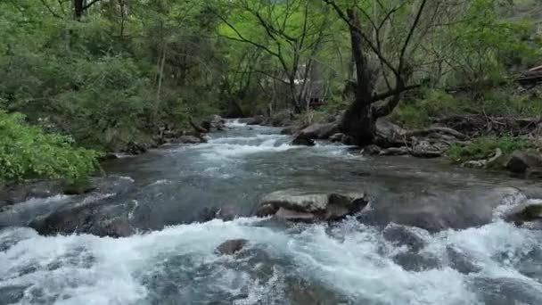 Stream Water Flowing Rocks River Forest — Stock Video