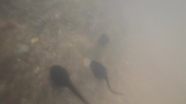 Kurbağa yavruları çamurlu suda yüzer.