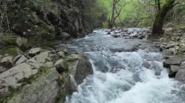 dağ nehir orman içinde taş olan