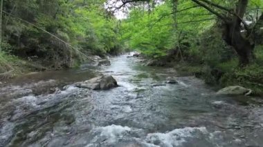 dağ nehir orman içinde taş olan