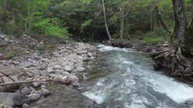 dağ nehir orman içinde taş olan