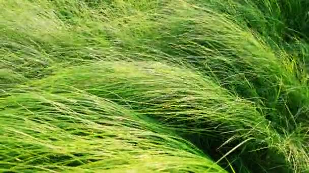 芝生の長い緑の草 — ストック動画