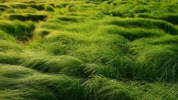 Çimlerde Uzun Yeşil Çimenler — Stok video