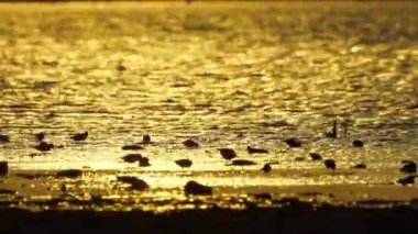 Günbatımında deniz kıyısındaki kuşlar