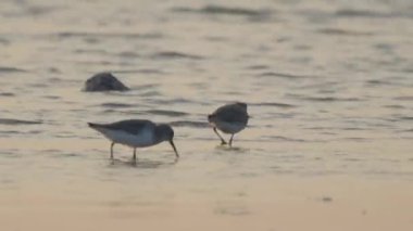 Günbatımında deniz kıyısındaki kuşlar