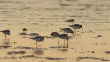 Günbatımında deniz kıyısındaki kuşlar