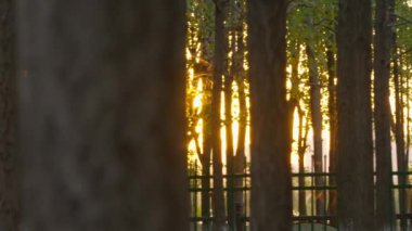 Gün batımında güzel orman