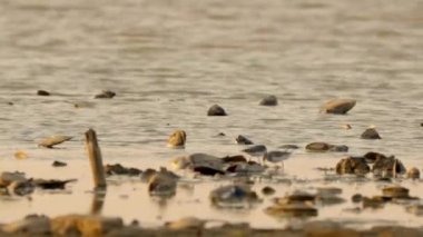 Günbatımında deniz kıyısındaki kuşlar