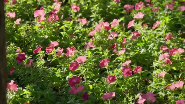 花园里美丽的粉红色花朵 — 图库视频影像