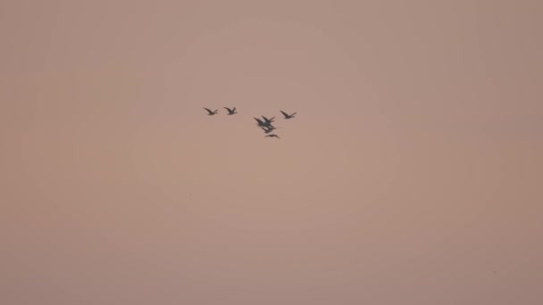 Флокс Птиц Летящих Небе — стоковое видео